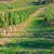 vina plateis